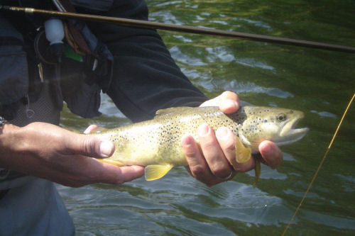 peche poisson guiers savoie isere